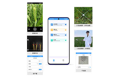 娄底市小麦亩穗数分析仪IN-XM02